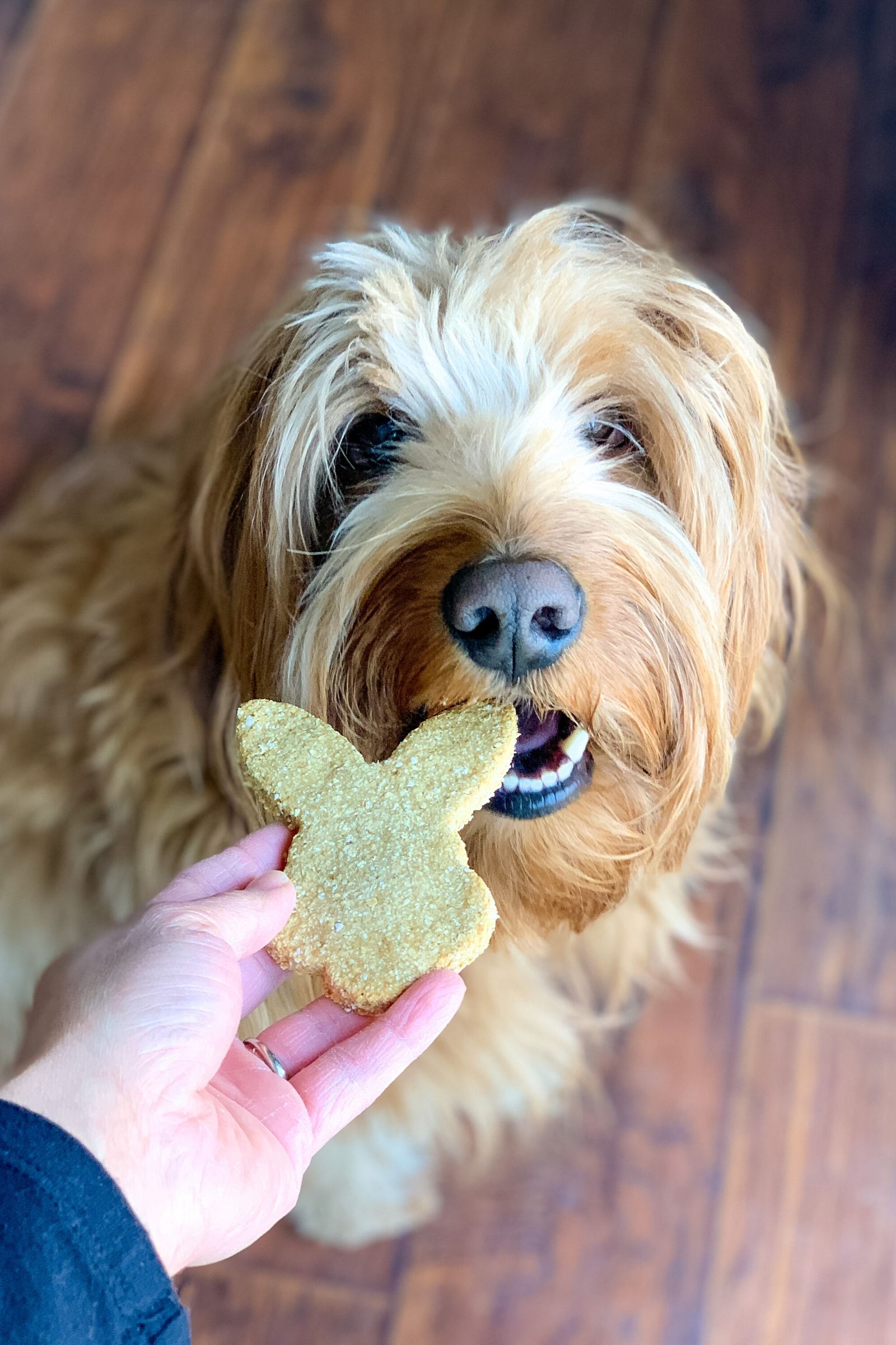 Spaghetti labradoodle eating homemade oatmeal and banana biscuits