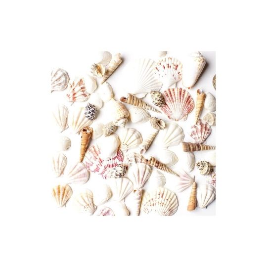 sea shells