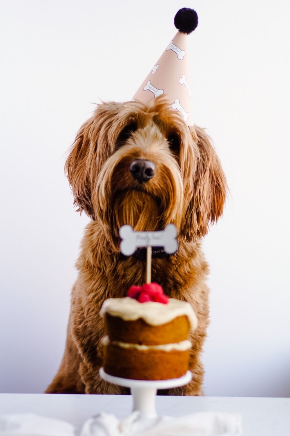 Grain-free pumpkin and apple dog cake recipe