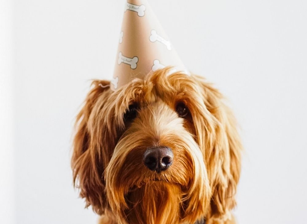 Free Printable Dog Party Hats | Let’s Pawty!