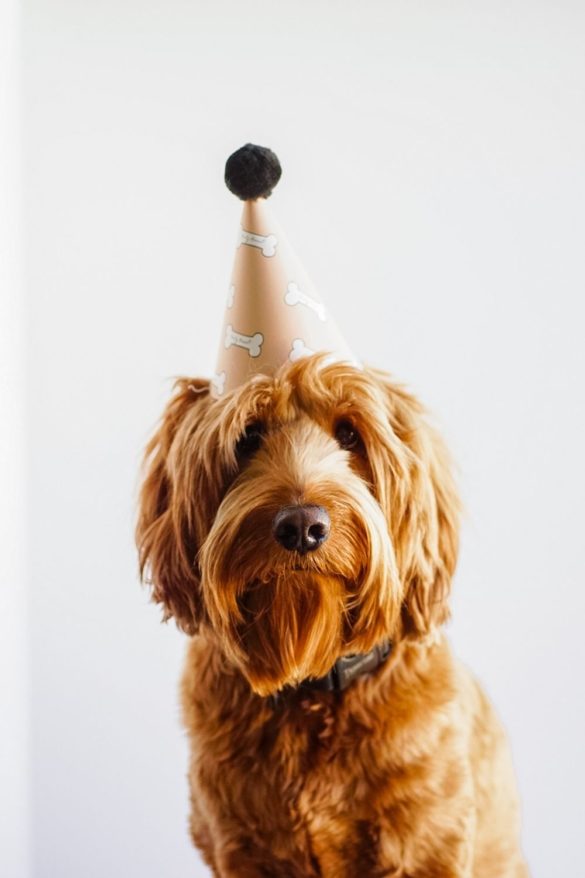 Free printable dog party hats - Dog pawty! | Gorros para fiesta de perros.